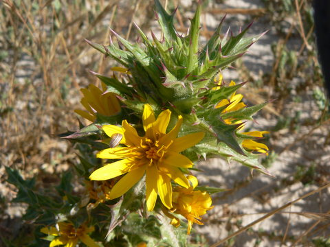 Yellow beach flower picture